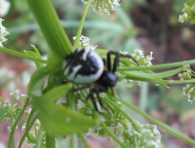 Symena globosum